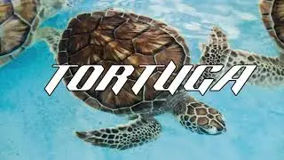 Guaynaa x Ponte Perro Type Reggaeton/Cumbia/Chiptune Beat - "TORTUGA" -| Reggaeton Beat 2024 |-