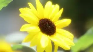 夏の花