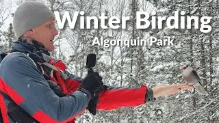 Algonquin Park Winter Birding with Buffalo Audubon