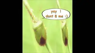 ellie mills - kill a bug