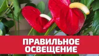 Male Happiness (Anthurium) Blooms Lushly, Correct Lighting
