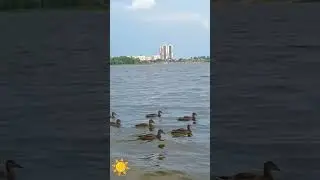 #саратов#июль2024 #волга#уточки#лето #милота