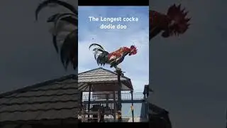 The Longest Cocka dodle doo