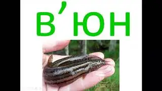 Апостроф
