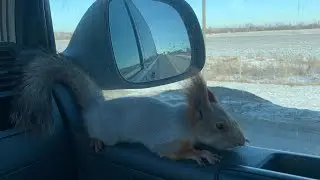 Белка Чип и Сосновая шишка😎 