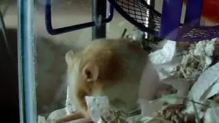 A mouse grooming in slow-motion... ♥