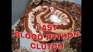 Last Blood Python Clutch of the Year!!!