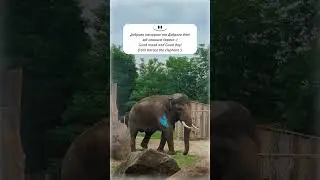 Good mood from elephant #shorts