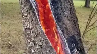 This Is What Happens When Lightning Hits A Tree