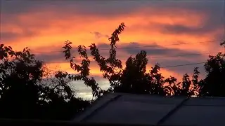 Заглянула в гнездо ожереловых попугаев