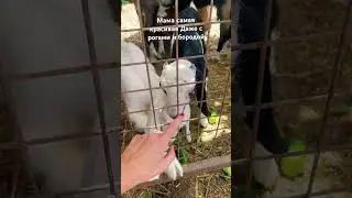 Коза или баран ? 😀