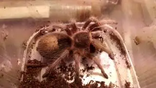 Чилийский розовый птицеед (Grammostola rosea) ест таракана