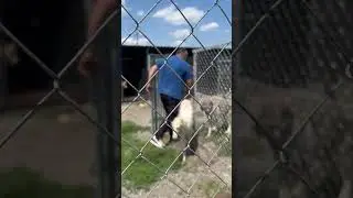 Открытие вольеров после покраски/Стая в восторге
