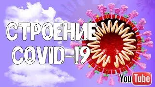 Строение коронавируса/Как вирус попадает в организм?
