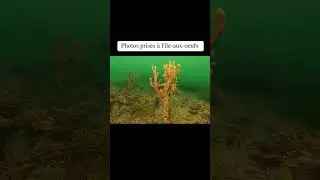 Petite exploration de l’île-aux-œufs, sur la Côte-Nord