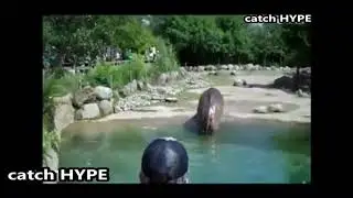 ТОПОВЫЙ ПЕРДЁЖ ЖИВОТНЫХ /HOW ANIMALS FART