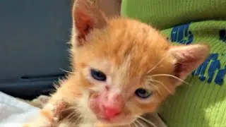 Abandoned Kitten - We found a Cute Abandoned Ginger Kitten meowing for Mom. 2021