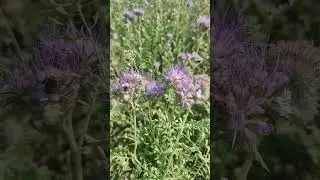ПЧЁЛЫ