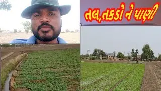 તલ તડકો ને પાણી એક સાથે||તલ નિ ખેતી||ઉનાળુ પાક