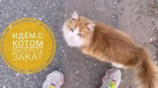 идём с местной кошкой | смотреть на закат