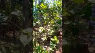 #flowers #garden #agriculture #gardenpick #houseplants #gardening #indoorplantplantnursery