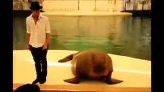 Приколы с животными, морж танцует