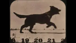Eadweard Muybridge Dog 1881