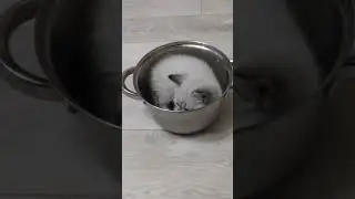 #котики#тренды #коты #мир