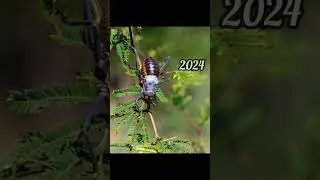 2024 corn cricket and 5000bce corn cricket ||Past animals ||
