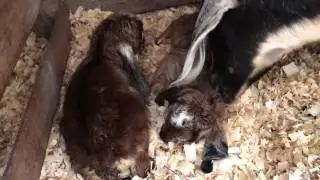 Two baby goats added to the family