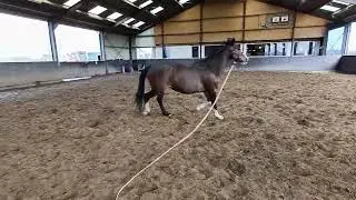 paard longeren