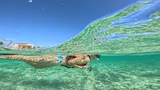 Snorkeling & Free Diving off Costa Mayas Port