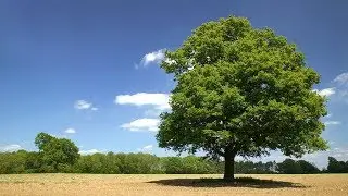 Эниологические характеристики биополей деревьев.