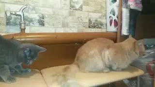 Крылья.....ноги....главное ХВОСТ!!!!