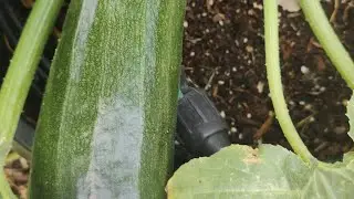 Big Zucchini Harvest from my garden #shorts #gardening #chicken #wow #funny #yummy