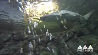 Shark U Week | Moody Gardens Galveston Island HD