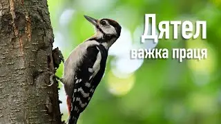 Дятел, важка праця | Woodpecker, hard work | Dendrocopos major | Птахи Вінниччини