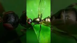 Can an Old Cheap Camera take good Macro Photos? #macrophotography  #insect #insectphotography