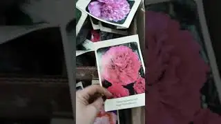 СВЕТОФОР🚦🚦🚦САЖЕНЦЫ🎋 ЛУКОВИЦЫ🧅