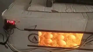 Karton Kutudan Kuluçka Makinesi-Bölüm 2