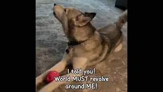 The Drama!! #itsahuskything #husky #huskylife #allthingshusky #adorable #siberianhusky