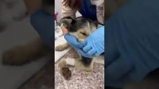 Собака пострадала при обстреле