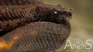 Atheris découvre Trachyboa boulengeri (Northern Eyelash Boa - Boa pigmea de Boulenger). Ecuador 2019