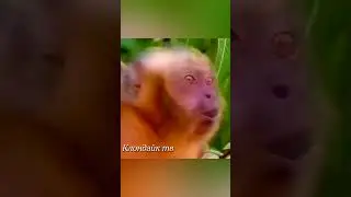 Варан напал на обезьяну.
