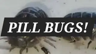 Pill bugs seen up close