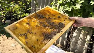 Отводок пчёл учитывая особенности пчелиной семьи