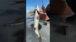 Satisfying Fishing #shorts