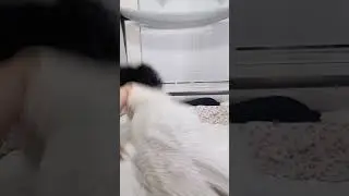 Miss Rabbit has fainted