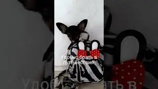 факты про русского тоя