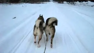 Бугай 